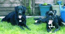 Dogs picture