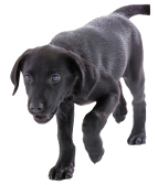 A healthy pet fed by Oscar Pet Foods