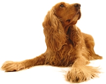 Trophy Pet Foods Dog Image