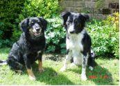 Trophy pet food tasters