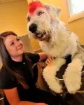 Snobby Dogs -Spot the dog going charity walkies.