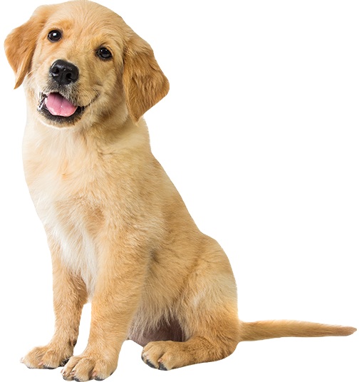 Mobile Pet Care Franchise | Micropet Franchise