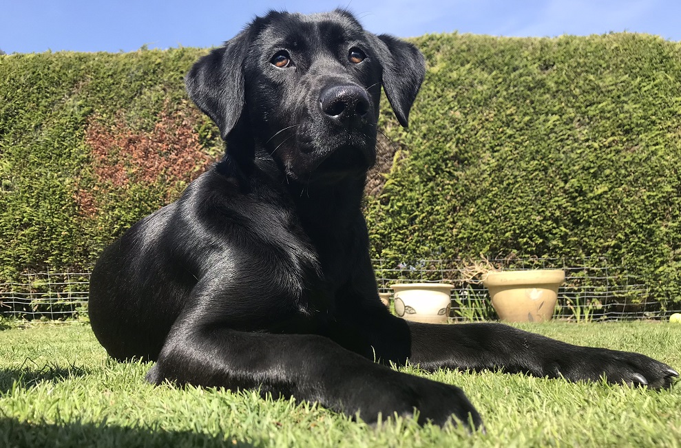 OSCAR Pet Foods Franchise