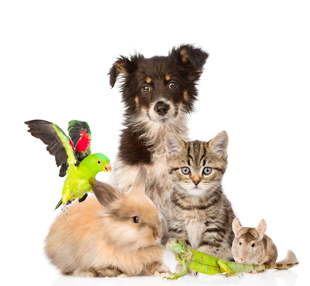 Pet Franchises - Pet Business Opportunities