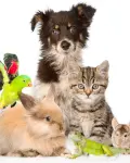 Top 5 pet franchises in the UK