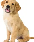 Why join one of the UK’s Most Supportive Pet Care Franchises